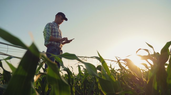 A field inspector uses a mobile phone app designed by Pushing7 to report on the health of a corn crop he is inspecting.